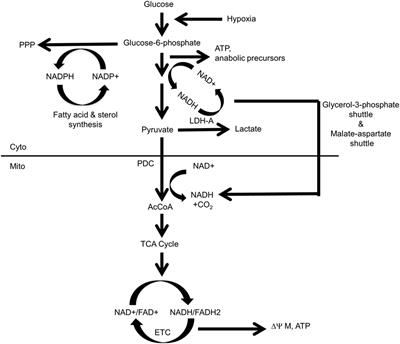 The Role for Myc in Coordinating Glycolysis, Oxidative Phosphorylation, Glutaminolysis, and Fatty Acid Metabolism in Normal and Neoplastic Tissues